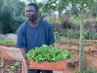 Image/produit/particulier/Caraib'Home Koudadja _115_115_Laitue bio0.jpeg